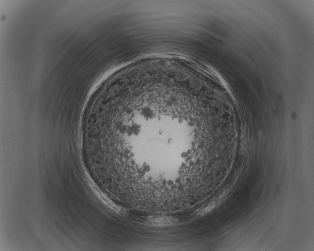 X0000086300795200704091020