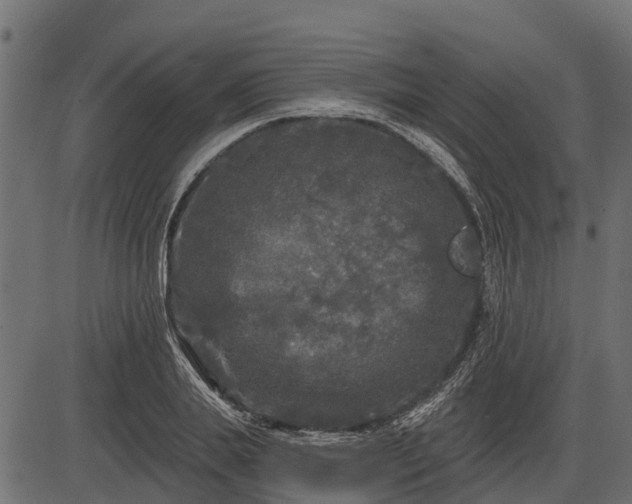 X0000086300839200704091019