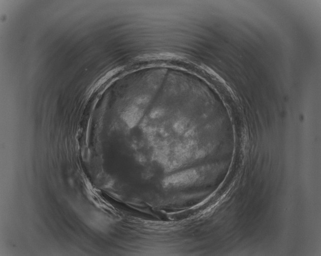 X0000086300921200704091017