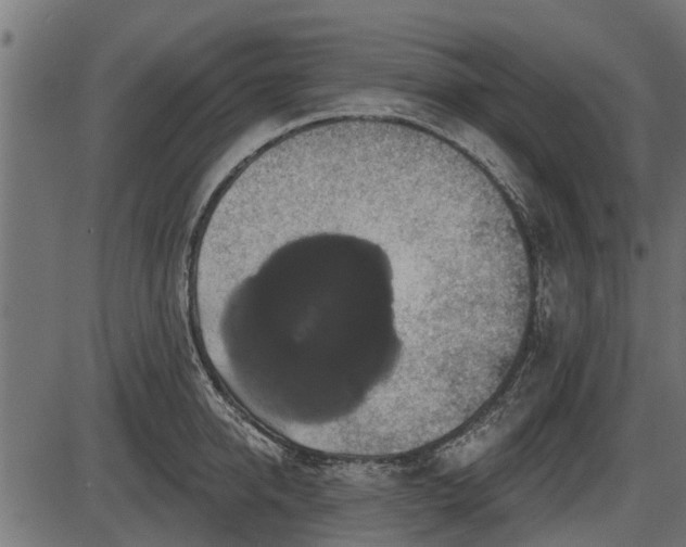 X0000086300950200704091018