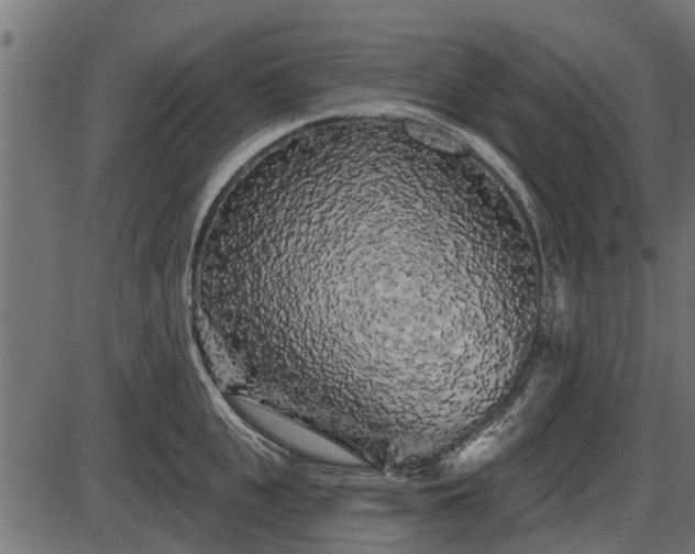 X0000086300951200704091018