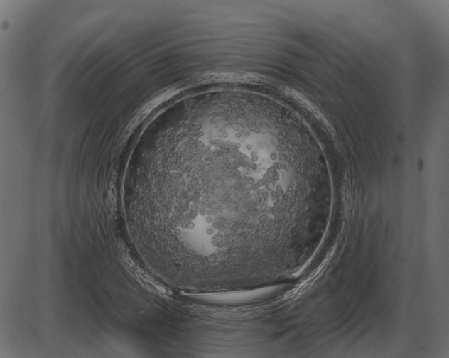 X0000086301025200704091016