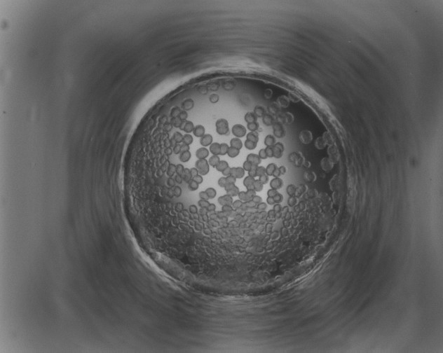 X0000086301335200704091011