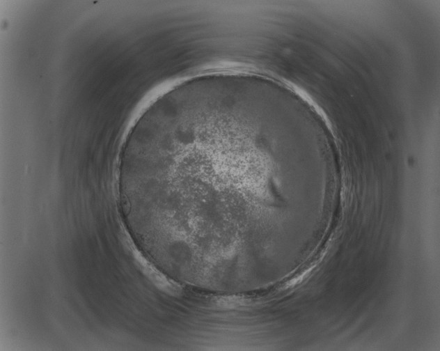 X0000086301421200704091009