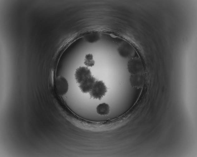 X0000086300014200704131619