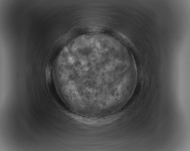 X0000086300026200704131619