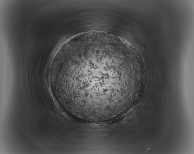 X0000086300241200704131615