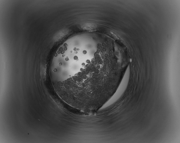 X0000086300404200704131614