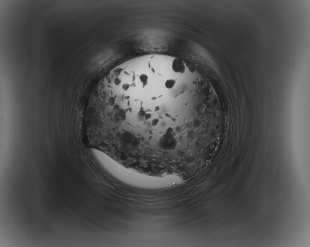 X0000086300652200704131610