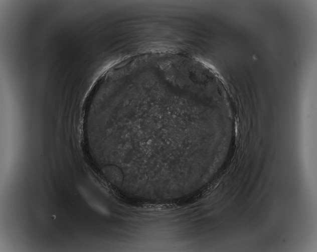 X0000086300679200704131610