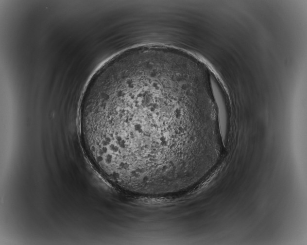 X0000086300791200704131608