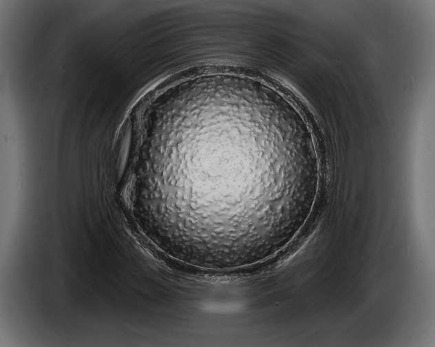 X0000086300829200704131607