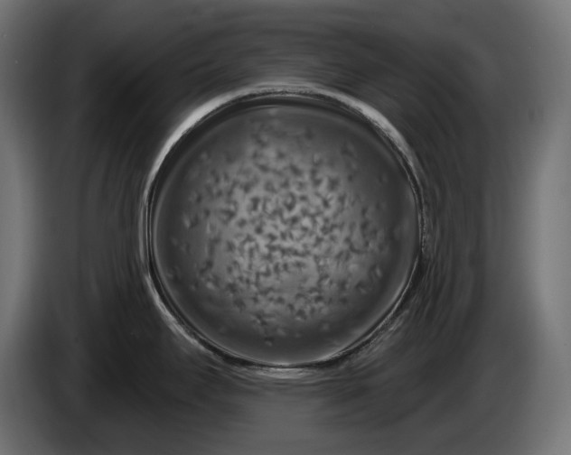 X0000086301295200704131601