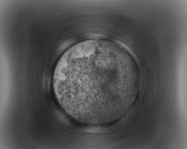 X0000086300110200704201950