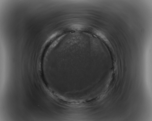 X0000086300399200704201946