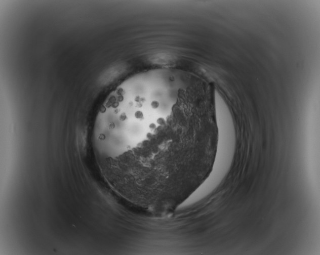 X0000086300404200704201946