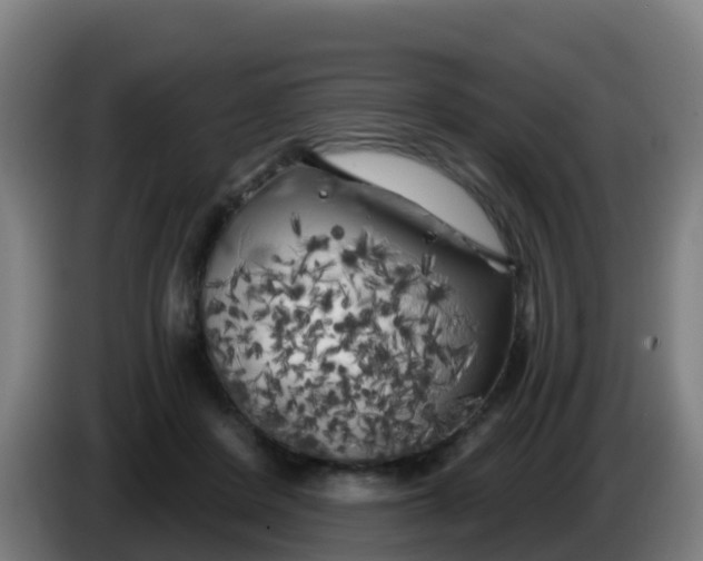 X0000086300408200704201946