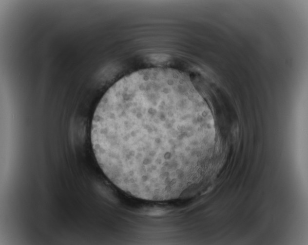 X0000086300412200704201946