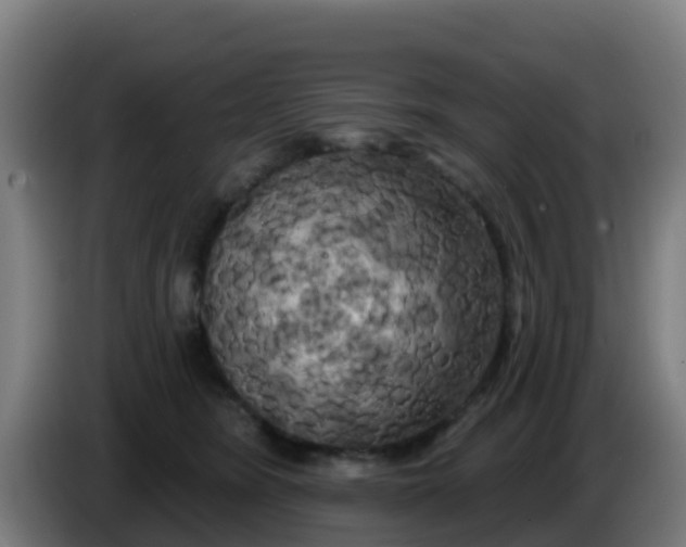 X0000086300420200704201946