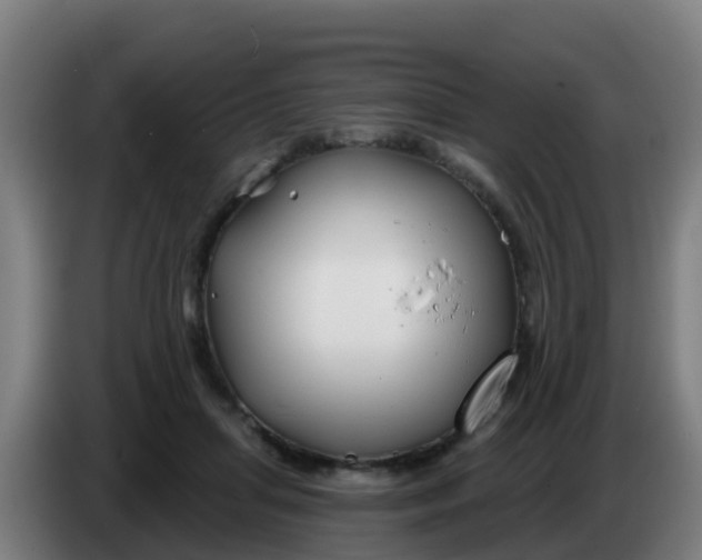 X0000086300455200704201946