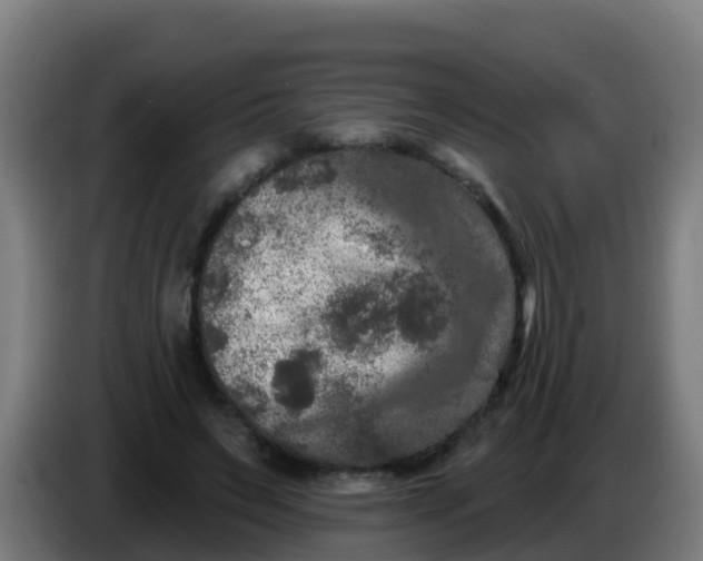 X0000086300495200704201945