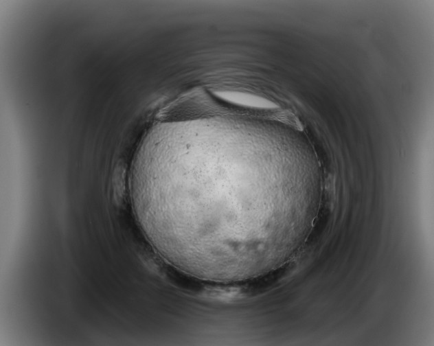 X0000086300554200704201944