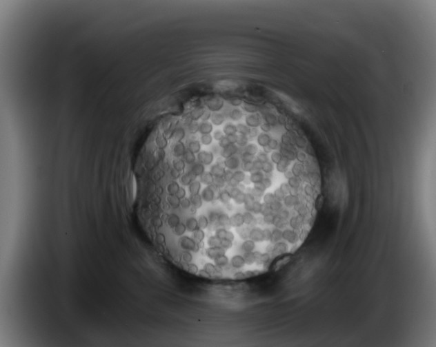 X0000086300571200704201945