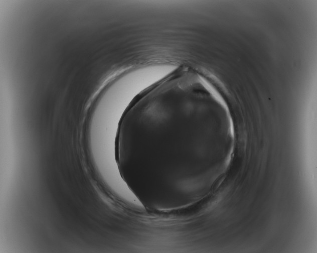 X0000086300626200704201943