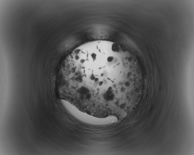 X0000086300652200704201943