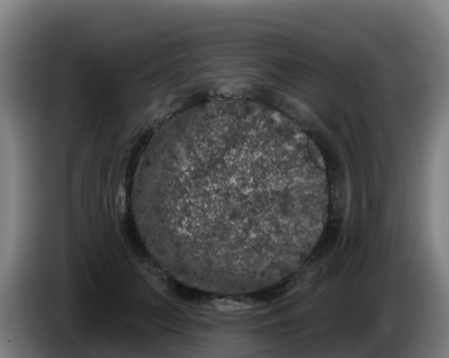 X0000086300703200704201942