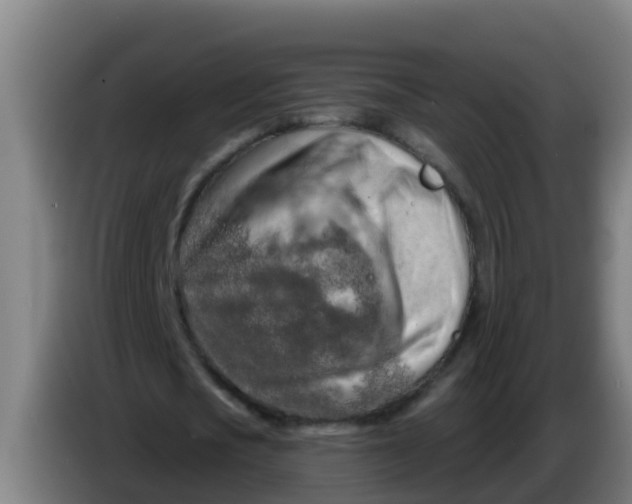 X0000086300721200704201942