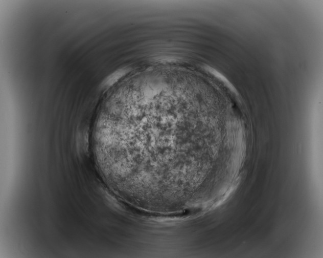 X0000086300777200704201942