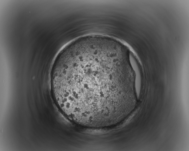 X0000086300791200704201941