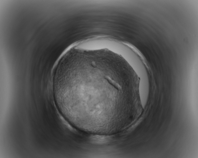 X0000086300910200704201940