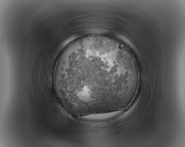 X0000086301025200704201938