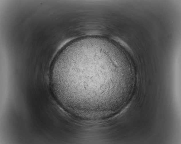 X0000086301212200704201936