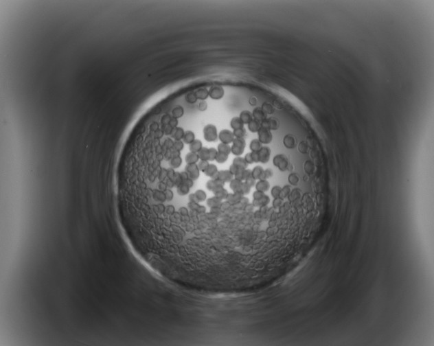 X0000086301335200704201935