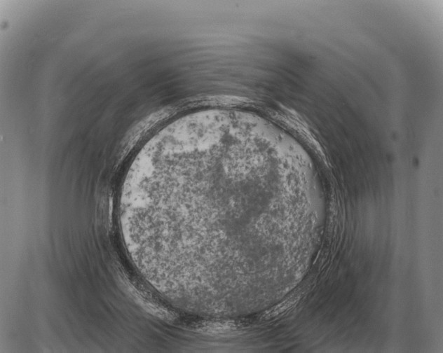 X0000086300110200704271837