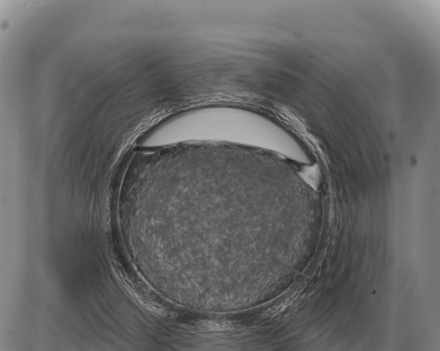 X0000086300250200704271834