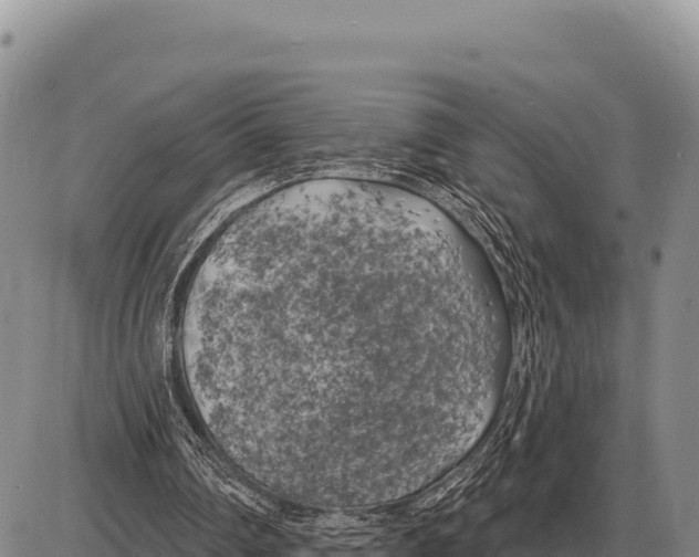 X0000086300290200704271834