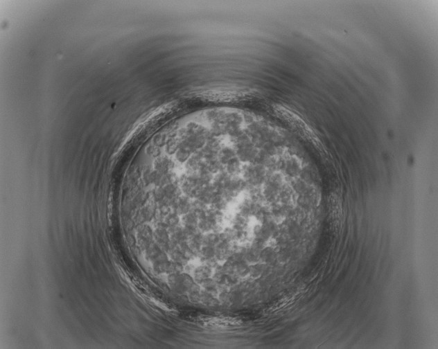 X0000086300400200704271832