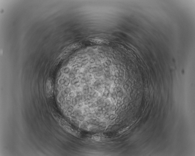 X0000086300420200704271832