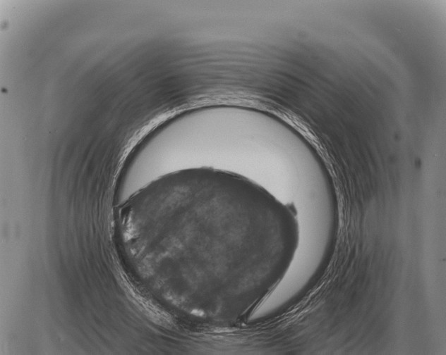 X0000086300438200704271831