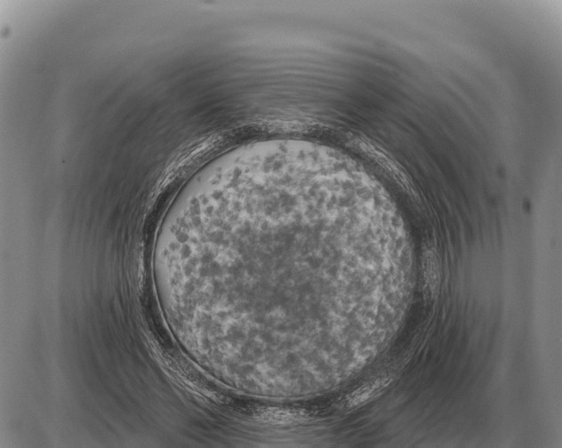 X0000086300494200704271830