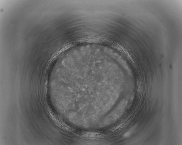 X0000086300542200704271829