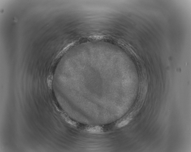 X0000086300576200704271830