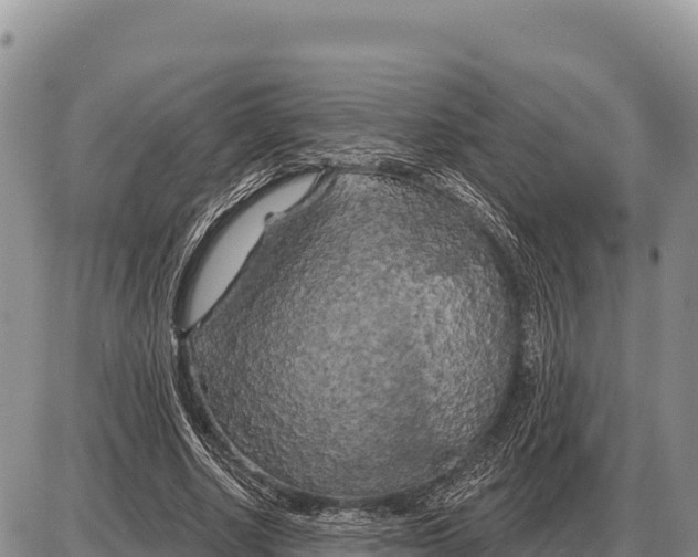 X0000086300634200704271828