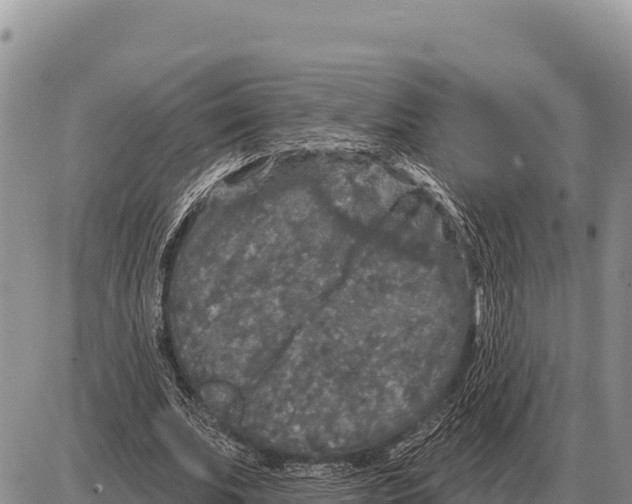 X0000086300679200704271827