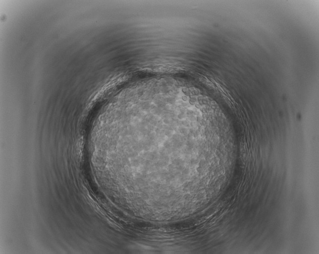 X0000086300735200704271826