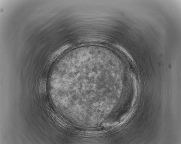 X0000086300777200704271826